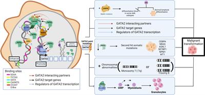 Frontiers | Transcription Factor Genetics And Biology In Predisposition ...